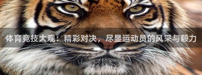 风速体育nba免费直播：体育竞技大观：精彩对决，尽显运动员的风采与毅力